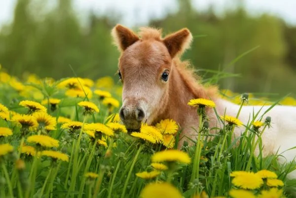 Equine Summer Allergies
