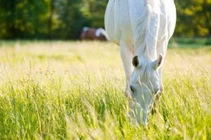 Autumn Laminitis
