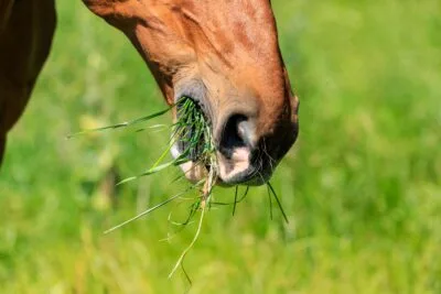 Autumn Laminitis