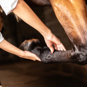 Tendon Troubles