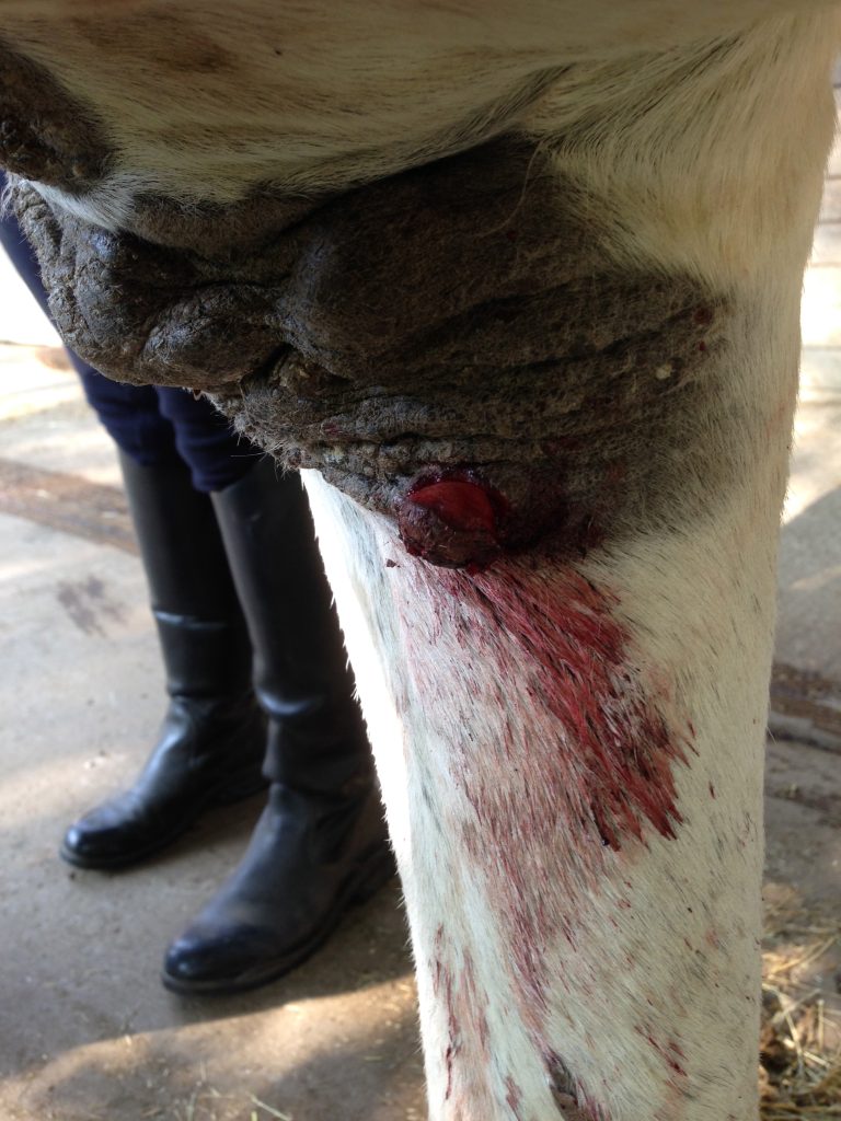 Horse with sarcoids