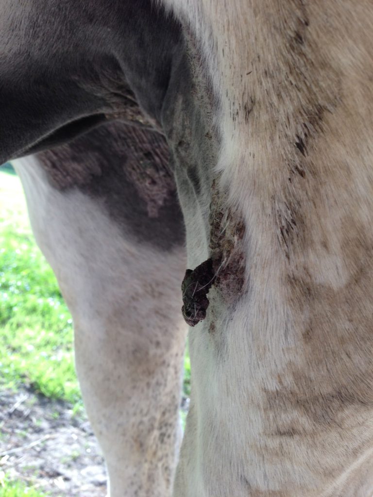 Horse with sarcoids