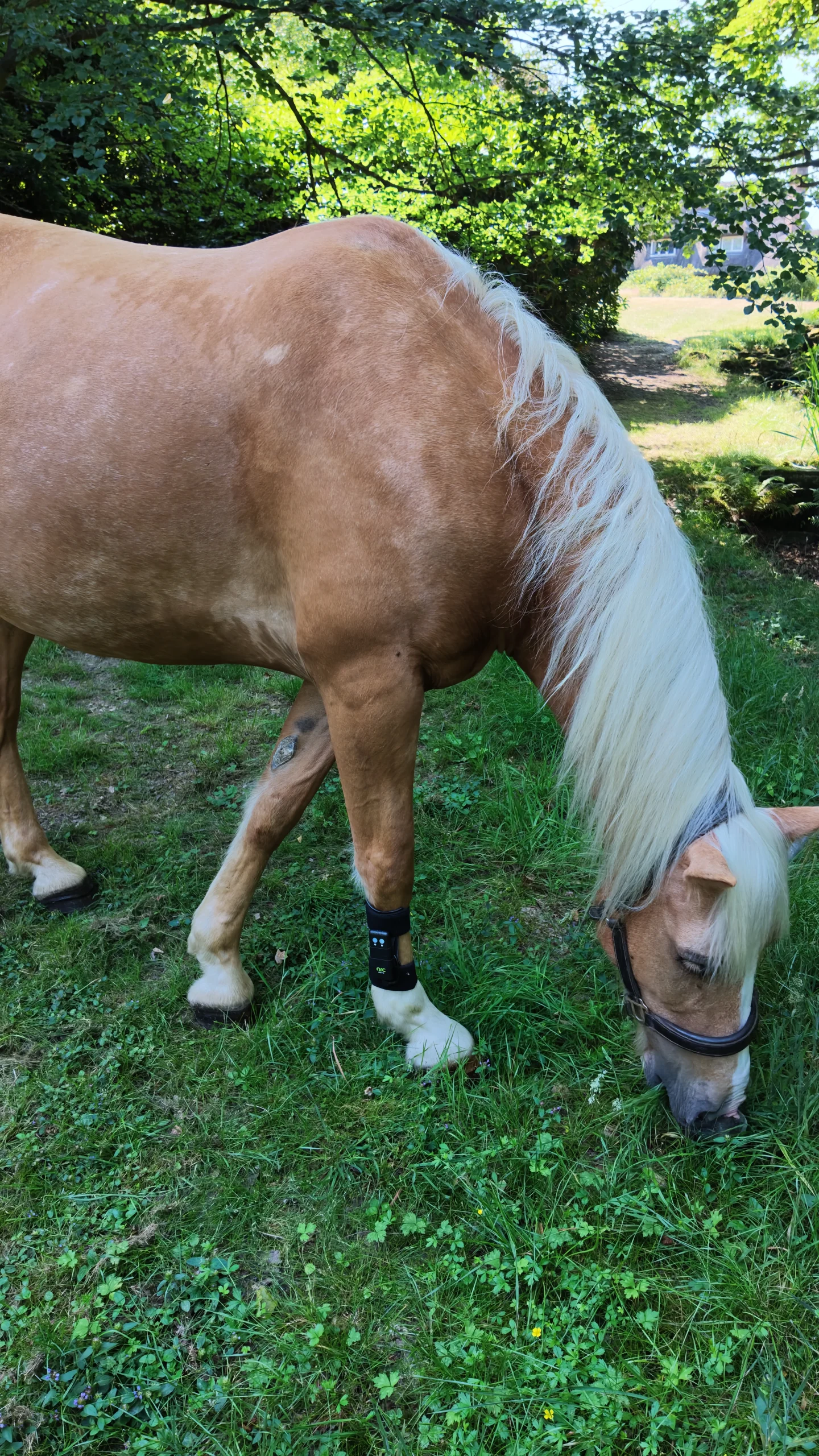 Mobility in Older Horses: How a Holistic Approach Can Help Keep Your Veteran Horse Moving Comfortably