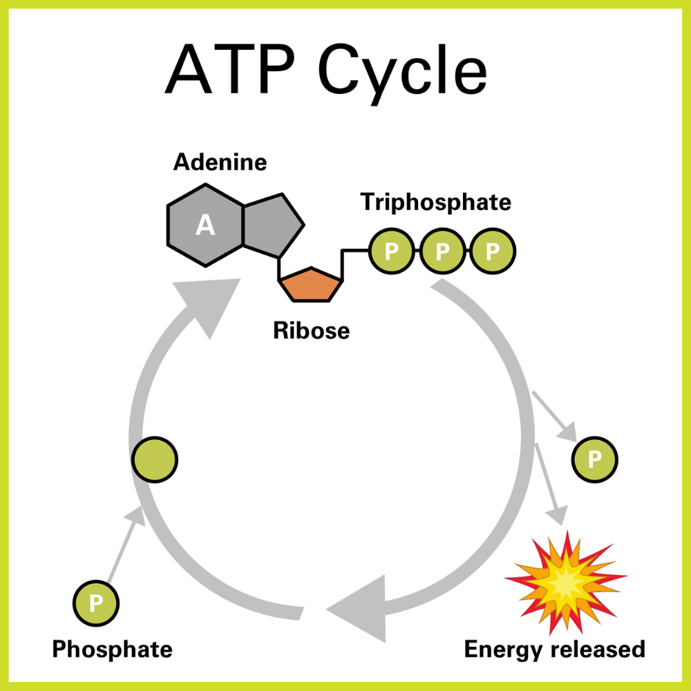 What is ATP?