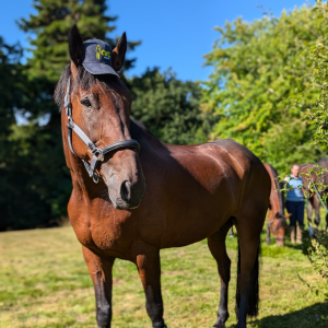 ArcEquine Baseball Cap